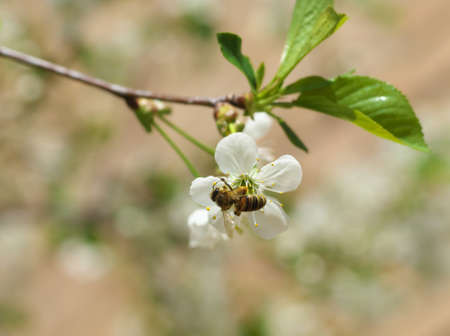 Honey Bee harvesting pollen from Cherry Blossom,bee collecting nectar from white cherry flower.の写真素材