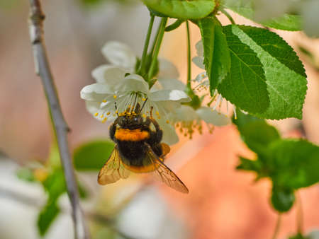 Honey Bee bumblebee harvesting pollen from Cherry Blossom,bee collecting nectar from white cherry...