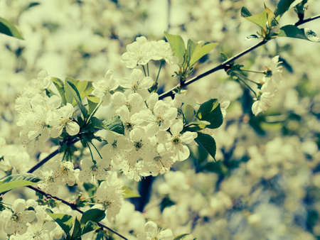 white Cherry flowers on branch at the springtime in sunny day.の写真素材