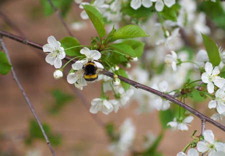 Honey Bee bumblebee harvesting pollen from Cherry Blossomの写真素材