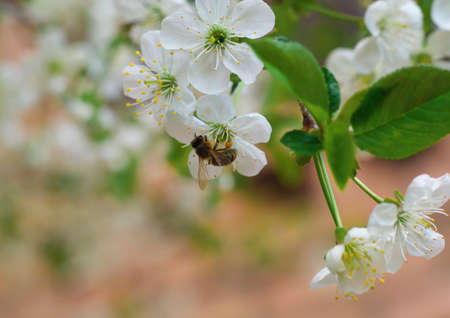 Honey Bee harvesting pollen from Cherry Blossom,bee collecting nectar from white cherry flower.の写真素材