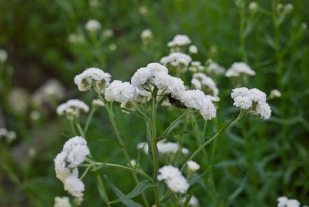 Insect on the flower of white wild litle carnations in the garden.の写真素材