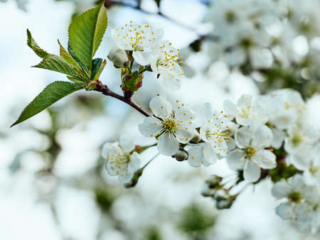 butifull white Cherry flowers on branch tree at the springtime in sunny day.の写真素材