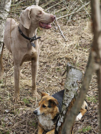 two dogs on nature befor hunting, weimaraner and mixed breed dog.