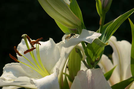 Closeup orange white Lily flowers in a garden, Macro shot, Pistil and stamen and bud. Insect on...