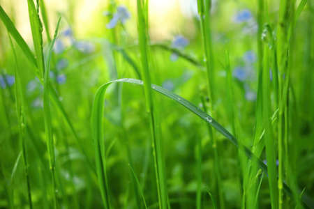 Green meadow under after rain, violet flowers and grass whith drops of water.の写真素材