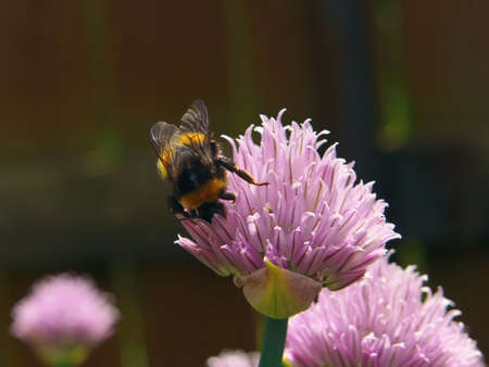 Bee collect nectar on a Chive onion Blossom, closeup macro flower.