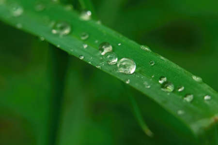 closeup macro photo Fresh green grass with drops of water mornig dew.の写真素材