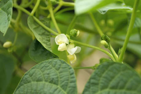 The Climbing plant, tender white flower and green leaf.