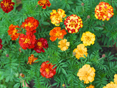 bright and colorful flowers marigolds tagetes. autumn landscape.の写真素材