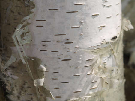 White birch bark, close up natural texture background