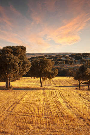 A field of barley recently harvestedの写真素材