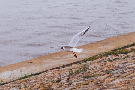 a seagull takes off from a stone pier, spreading its wings.の写真素材