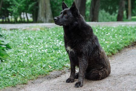Homeless and hungry dog abandoned on the streets