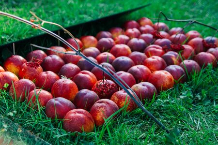 Fresh beautiful peaches folded in rows lie on the grass.の写真素材