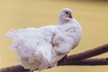 white dove on the tree in zooの写真素材