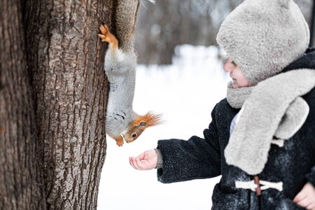 A little child in winter feeds a squirrel with a nut. Cute little boy feeding squirrel at winter parkの写真素材