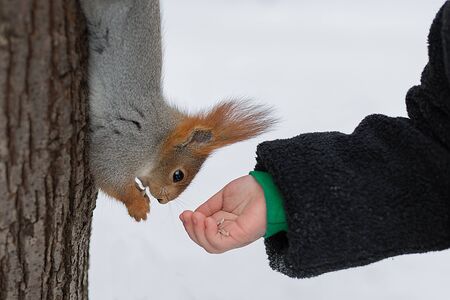 Childs hand feeds a squirrel, which sits on a tree and holds a seed in its paws.の写真素材