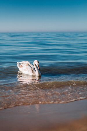 Beautiful white swan swimming on water surface, side view. Elegant wild bird floating alone outdoors in sea. Animal protection care ecology environment. Sea at Sunny day.の写真素材
