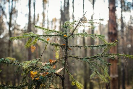 Spruce branch with a cobweb in a forest, close upの写真素材