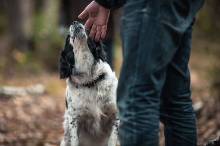 Cute Russian spaniel black and white. Dog sniffs the owner s hand on the background of the autumn forestの写真素材