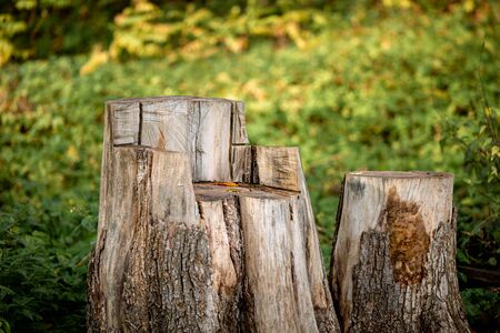 Natural tree stump in a park, carved into a chair or throne.