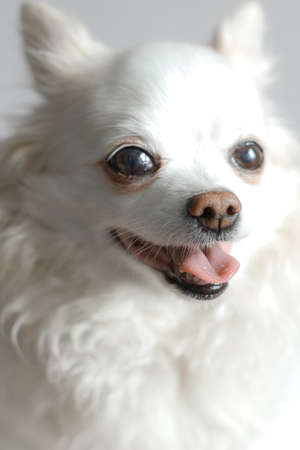 small long hair chihuahua is resting at homeの写真素材