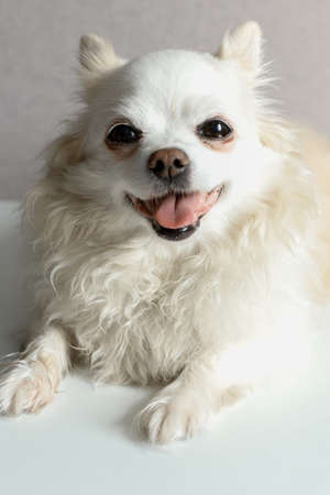 small long hair chihuahua is resting at homeの写真素材