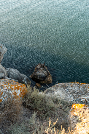 Great cormorant Phalacrocorax carbo, also known as the great black cormorant sits on a cliff by the...