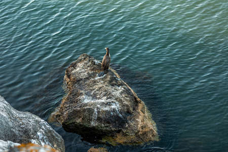 Great cormorant Phalacrocorax carbo , also known as the great black cormorant sits on a rock by the seaの写真素材