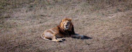 Big Lion male lying on the ground and looking towards something