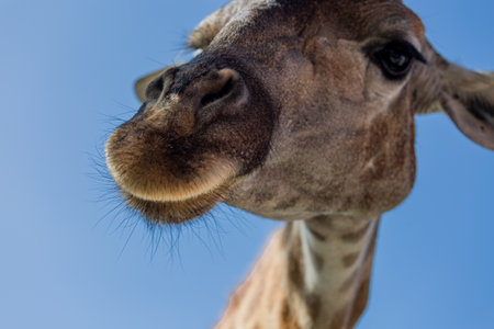 Close portrait of a giraffe head on a blue background.の写真素材