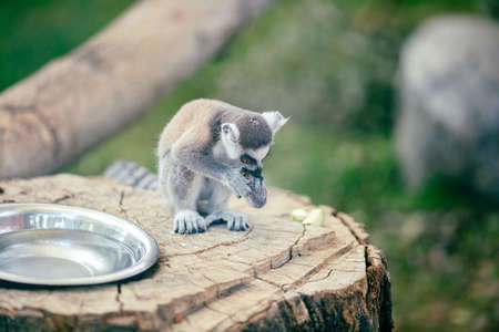 Lemur in the zoo holds food and eats. There is a drinking bowl with water nearby.の写真素材