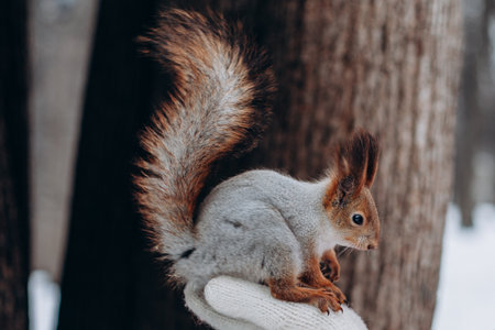 squirrel sits on the palm of a woman in the winter forest.の写真素材