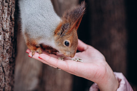 A squirrel on a tree reaches for a nut in a womans handの写真素材
