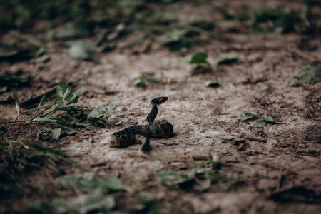 A coiled snake in its habitat, showcasing its environment and survival strategies