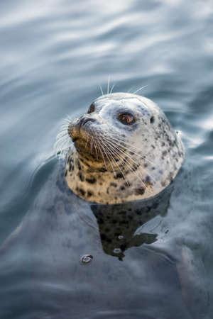 Seal at Fisherman's Wharf, Victoria, BCの写真素材