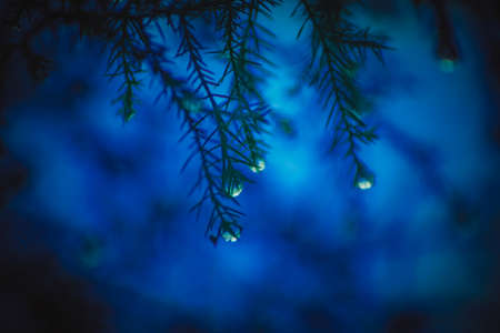 Rain drops on a plant after dark.の写真素材