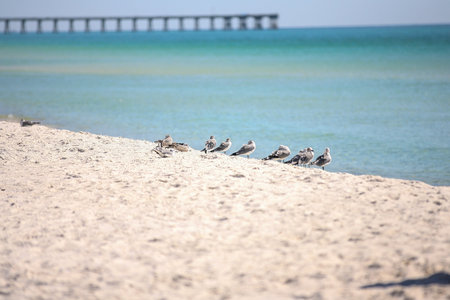 Group of seagulls on the sandy beach in Florida USAの写真素材