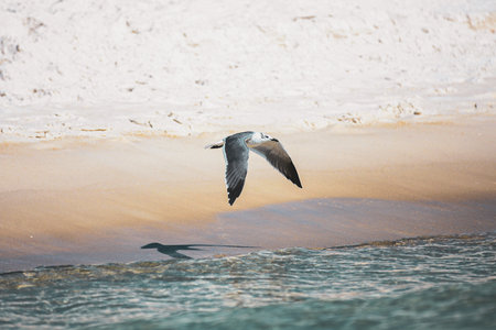 Seagull flying over the sea on sandy beach at sunset.の写真素材