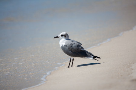 Seagull standing on the beach of the Baltic Sea in Polandの写真素材