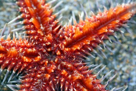 Close up of an orange starfishの写真素材