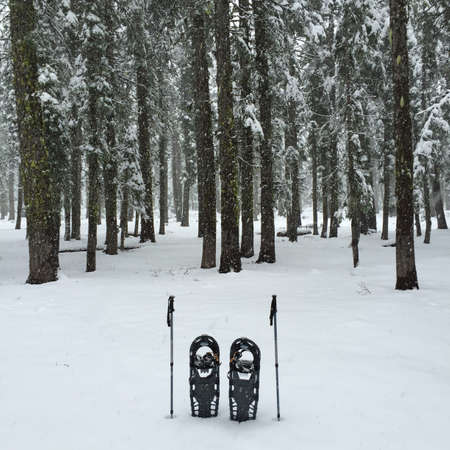 Winter Show Shoe Sceneの写真素材