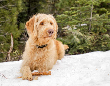 Labradoodle chilling in the snow with his stick.の写真素材