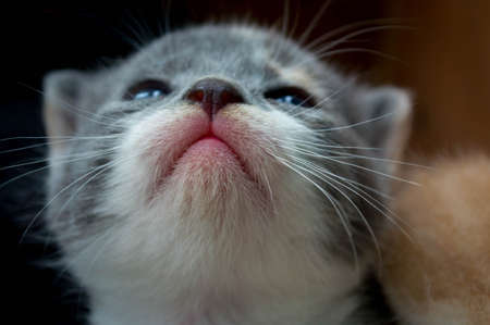 Kitten little noseの写真素材