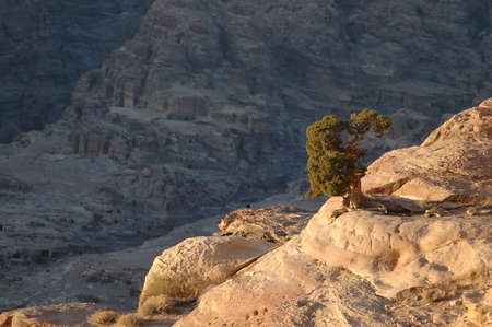 Lonely Tree in Petra, Jordanの写真素材