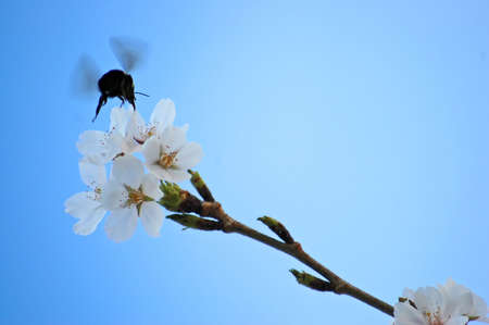 Bee pollinating a cherry blossomの写真素材