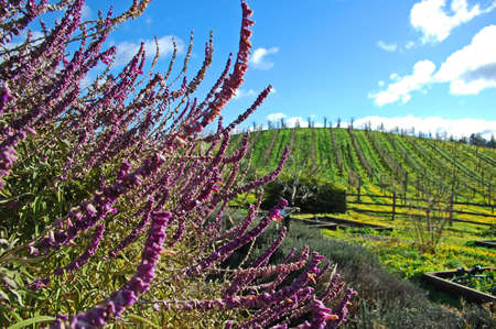 Beringer Winery, Sonoma Valley, Californiaの写真素材