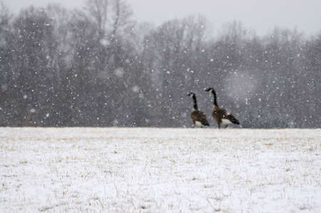 Geese on a snowy dayの写真素材