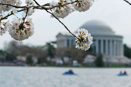 Cherry Blossomsの写真素材